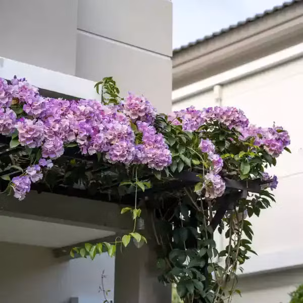 Hai loại hoa khiến rắn độc khiếp vía, nhà nào cũng nên trồng - Hình 2 Hai loai hoa khien ran doc khiep via, nha nao cung nen trong-Hinh-2