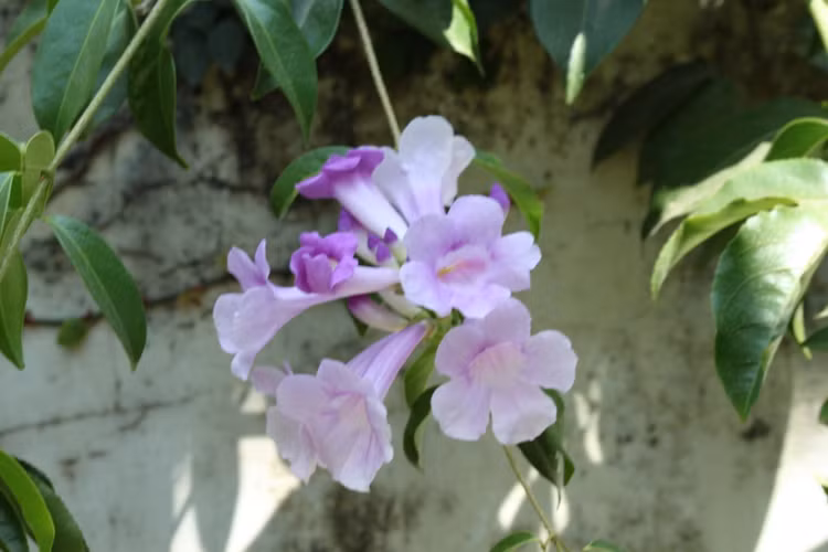 Hai loại hoa khiến rắn độc khiếp vía, nhà nào cũng nên trồng - Hình 4 Hai loai hoa khien ran doc khiep via, nha nao cung nen trong-Hinh-4