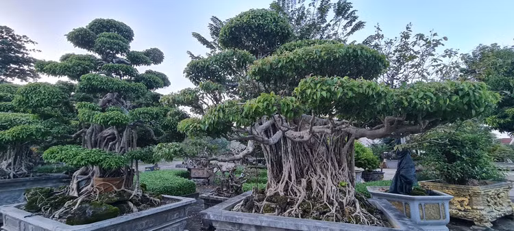 Can canh loat bonsai “phong thuy” duoc nhieu dai gia san lung-Hinh-4