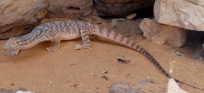 Dấu tay tí hon bí ẩn trong hang đá 8.000 năm ở Sahara - Hình 10 Dau tay ti hon bi an trong hang da 8.000 nam o Sahara-Hinh-10
