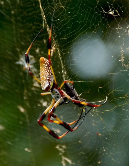 Tuyet chieu giang “thien la dia vong” san moi cua nhen khong lo Nephila-Hinh-2