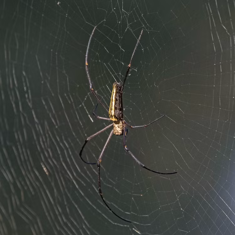 Tuyet chieu giang “thien la dia vong” san moi cua nhen khong lo Nephila-Hinh-4