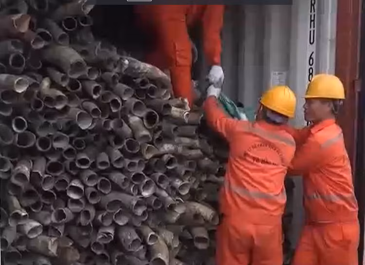 Phát hiện gần nửa tấn ngà voi nhập lậu được trộn lẫn vào sừng bò Phat hien gan nua tan nga voi nhap lau duoc tron lan vao sung bo