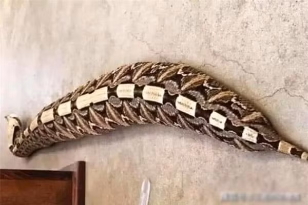 Loài rắn béo nhất thế giới, rắn hổ mang chúa phải dè chừng Loai ran beo nhat the gioi, ran ho mang chua phai de chung