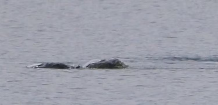 Sot xinh xich buc anh chup quai vat ho Loch Ness giau kin nhieu nam-Hinh-4