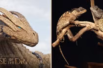 Loài 'rồng' mới được đặt theo tên Syrax trong phim House of Dragon