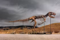 Nhiều lo ngại về bán đấu giá bộ xương khủng long T.rex