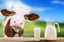 Nghiên cứu mới biến cây cải tai chuột thành nhà máy sản xuất protein sữa