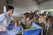 Nuôi hươu lấy nhung: Chuyện làm giàu của chàng trai trẻ Thanh Hóa