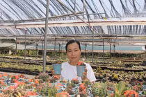 9X Đà Nẵng bỏ phố về quê trồng xương rồng, thu 300 triệu/năm