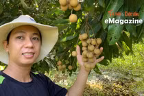 Chàng trai Đồng Tháp tìm đường đưa nhãn cù lao vươn xa