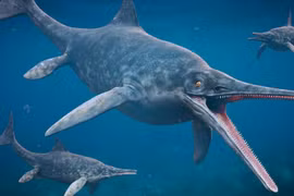 Ichthyosaur – Sinh vật cổ đại có hình dạng cá heo và khả năng săn mồi tốc độ cao