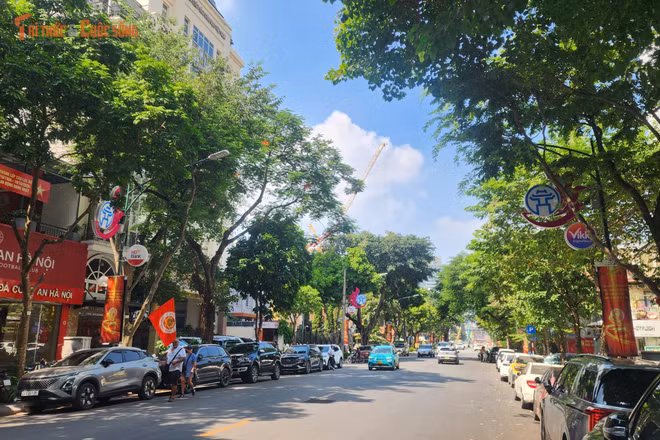 Hà Nội ban hành danh mục quản lý cây xanh, 18 loại cây không được phép trồng