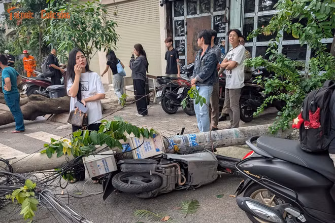 Cây phượng bật gốc giữa trời trong ngày nắng, gây hư hỏng nhiều phương tiện