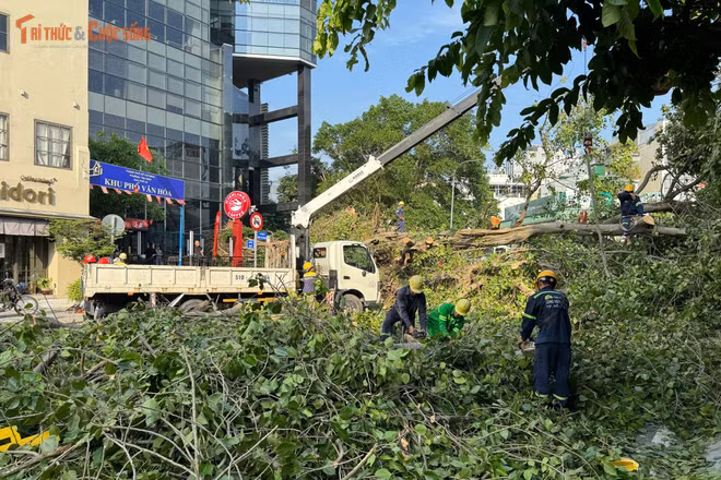 Cây cổ thụ cao hơn 20m bật gốc gây ùn tắc giao thông tại TP HCM