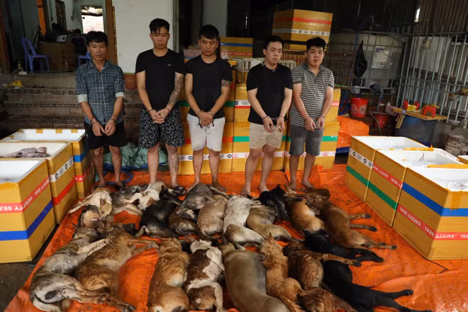 Phá đường dây trộm hơn 10 tấn thịt chó bằng ôtô và kích điện