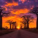 Đại lộ Baobab: Con đường kỳ ảo giữa miền tây Madagascar