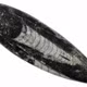 'Tàu ngầm cổ đại' Orthoceras thống trị đại dương hơn 400 triệu năm