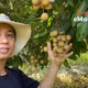 Chàng trai Đồng Tháp tìm đường đưa nhãn cù lao vươn xa