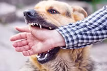 Phòng bệnh dại từ thói quen nuôi chó mèo đúng cách
