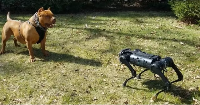 cho-8.png