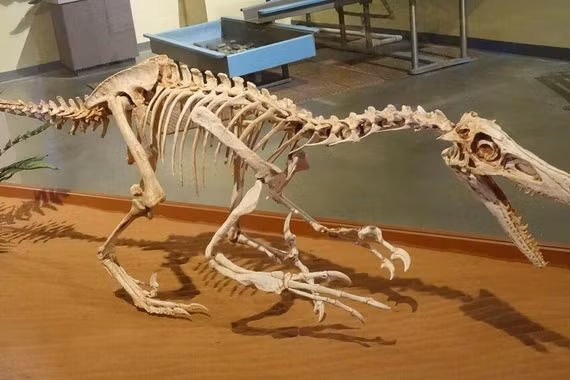 Velociraptor ngoài đời thực khác xa sát thủ đáng sợ trên màn ảnh
