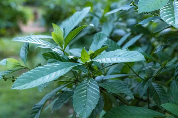  Thức uống bí ẩn đưa con người lên “cõi tiên” của Amazon khiến khoa học chú ý