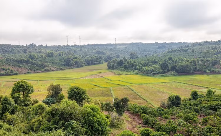 Vào mùa khô, cung đường ngập nắng với những mảng màu xanh chen lẫn sắc đỏ của đất Tây Nguyên. Mùa mưa, cây cối tốt tươi. Duy nhất một lần giữa khắc giao giữa mùa mưa và mùa khô, du khách có thể chiêm ngưỡng cả sắc vàng rực rỡ của những cây hoa điệp hai bên đường. Ảnh: Báo Gia Lai
