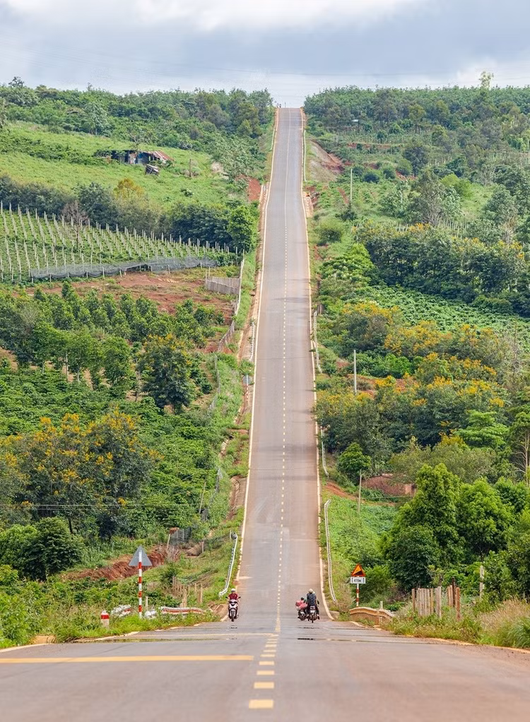 Con đường dốc thuộc một phần tuyến tránh của TP Pleiku, Gia Lai đi Kon Tum, thuộc địa phận xã Ia Pếch, huyện Ia Grai. Đoạn đường trải dài khoảng 1 km, với những cây muồng đen trổ hoa vàng hai bên đường. Muồng đen và muồng vàng là các loại cây được nhìn thấy nhiều tại các tỉnh Tây Nguyên, có tác dụng che bóng, chắn gió cho các vườn chè, cà phê. Ảnh: Báo Gia Lai