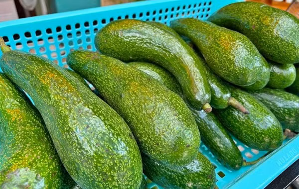 Bơ 034 đang được bán tại TP HCM chỉ với mức giá từ 25.000 - 40.000 đồng/kg. Bơ 034 đang được bán tại TP HCM chỉ với mức giá từ 25.000 - 40.000 đồng/kg.