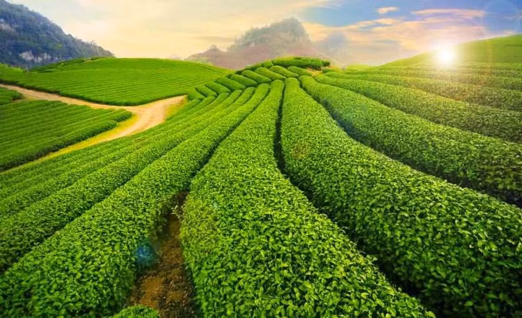 Khí hậu chính là món quà quý giá và tuyệt vời nhất mà thiên nhiên đã ban tặng cho Mộc Châu. Cái se lạnh trong làn sương mù dày đặc cùng với cảnh quan kỳ vĩ, những đồi chè xanh mướt hay những ngôi làng xinh xắn ven đường chính là nét đẹp độc đáo khiến du khách phải mê mẩn khi tới đây. Ảnh mocchau24h Khí hậu chính là món quà quý giá và tuyệt vời nhất mà thiên nhiên đã ban tặng cho Mộc Châu. Cái se lạnh trong làn sương mù dày đặc cùng với cảnh quan kỳ vĩ, những đồi chè xanh mướt hay những ngôi làng xinh xắn ven đường chính là nét đẹp độc đáo khiến du khách phải mê mẩn khi tới đây. Ảnh mocchau24h