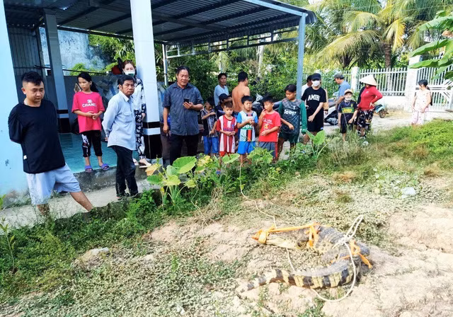 Con cá sấu sau khi được người dân địa phương bắt. Ảnh nguồn VTV news Con cá sấu sau khi được người dân địa phương bắt. Ảnh nguồn VTV news