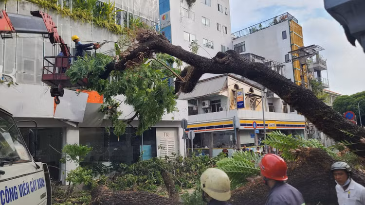 Cây me tây bật gốc, có hiện tượng mục rễ, đổ ra đường tại Trường THCS Trần Văn Ơn -Q1 TPHCM. Ảnh dantri Cây me tây bật gốc, có hiện tượng mục rễ, đổ ra đường tại Trường THCS Trần Văn Ơn -Q1 TPHCM. Ảnh dantri