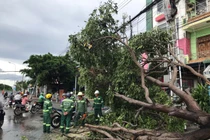 Cây xanh bật gốc trong cơn mưa lớn ở TP HCM và Lâm Đồng