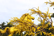 Đại cảnh hoa Xuân Bính Ngọ rực rỡ bên công viên Tháp Nước ở Lâm Đồng