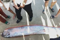 Loài cá “hố rồng” hiếm gặp xuất hiện sát bờ biển, người dân hiếu kỳ theo dõi