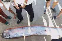 Loài cá “hố rồng” hiếm gặp xuất hiện sát bờ biển, người dân hiếu kỳ theo dõi