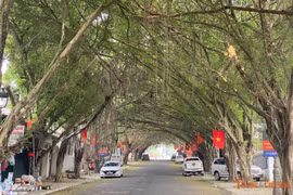 Con đường rặng si phủ bóng xanh mát quanh năm tại Đền Hùng