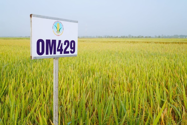 TS Nguyễn Thúy Kiều Tiên là đồng tác giả giống lúa OM429 được công nhận lưu hành năm 2020 và được chuyển giao quyền sử dụng và khai thác cho doanh nghiệp. Ảnh: Kim Anh (NNMT). tien.jpg