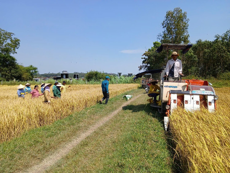 4.0 teknolojisini uygulayan Duc Hoa Kooperatifi (Mo Duc komünü, Quang Ngai), çiftçilere pratik faydalar sağladı. Fotoğraf: NVCC. chuyen-doi-so.jpg