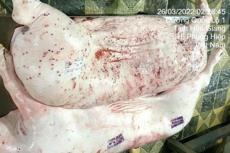 Hình ảnh heo bệnh của đơn vị gia công cho Công ty C.P. Việt Nam được đóng dấu kiểm dịch sai quy định. (Ảnh: Jonny Lieu).