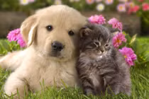 Khám phá 15 đặc điểm trái ngược cực thú vị giữa mèo và chó 