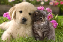 Khám phá 15 đặc điểm trái ngược cực thú vị giữa mèo và chó 