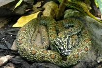 10 loài rắn có ngoại hình quyến rũ nhất Việt Nam