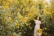 12 sự thật cực bất ngờ về loài hoa đang nở vàng rực khắp VN