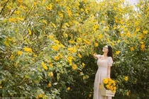 12 sự thật cực bất ngờ về loài hoa đang nở vàng rực khắp VN