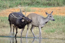 10 loài hươu nai quý hiếm nhất Việt Nam