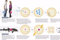 Vén màn bí ẩn về khả năng sinh sản vô tính ở con người