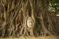 Bí ẩn tượng Phật ẩn mình trong gốc cây 700 năm tuổi 