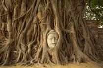 Bí ẩn tượng Phật ẩn mình trong gốc cây 700 năm tuổi 